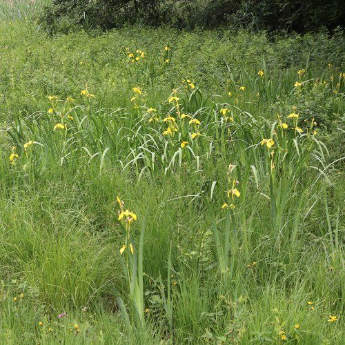 Gelbe Schwertlilie / Iris pseudacorus