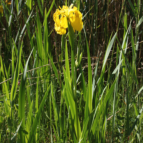 Gelbe Schwertlilie / Iris pseudacorus