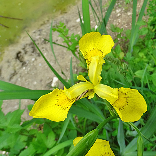 Gelbe Schwertlilie / Iris pseudacorus