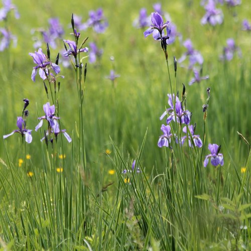Sibirische Schwertlilie / Iris sibirica