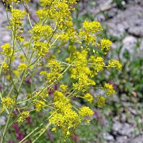 Färber-Waid / Isatis tinctoria