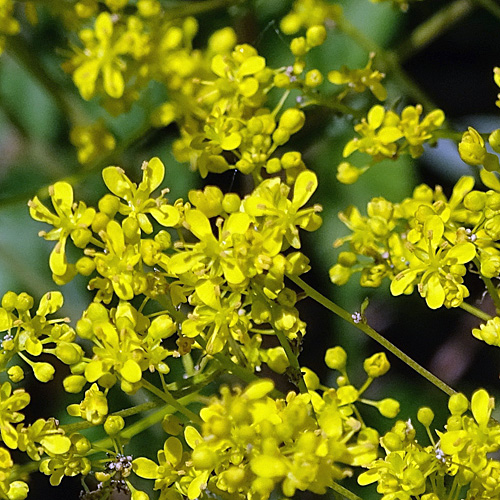 Färber-Waid / Isatis tinctoria