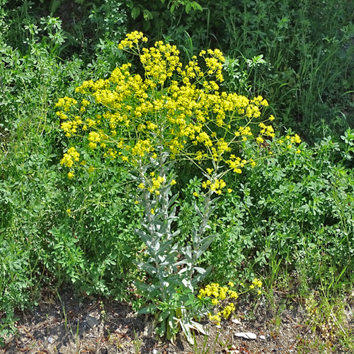 Färber-Waid / Isatis tinctoria