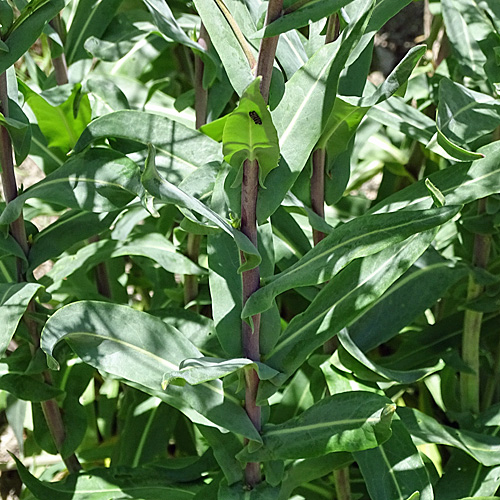 Färber-Waid / Isatis tinctoria