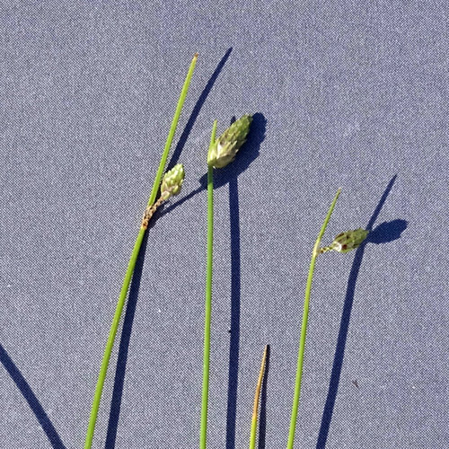 Borstige Moorbinse / Isolepis setacea