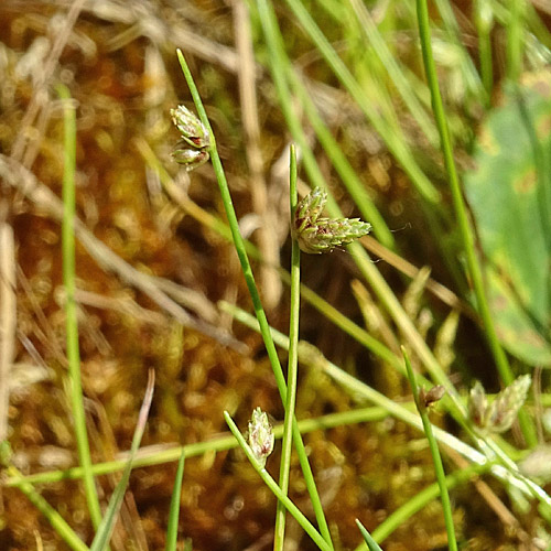 Borstige Moorbinse / Isolepis setacea