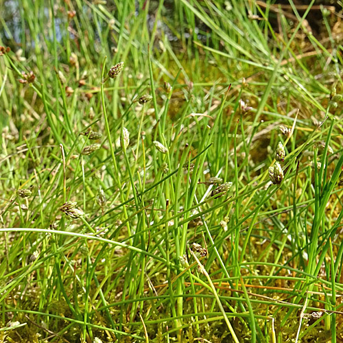 Borstige Moorbinse / Isolepis setacea