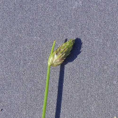 Borstige Moorbinse / Isolepis setacea