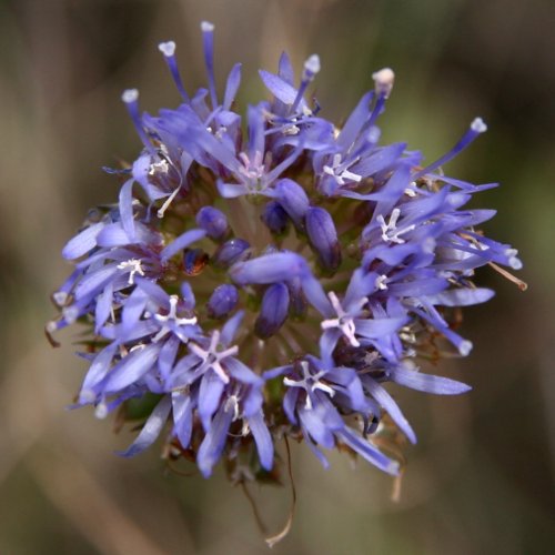 Berg-Sandrapunzel / Jasione montana