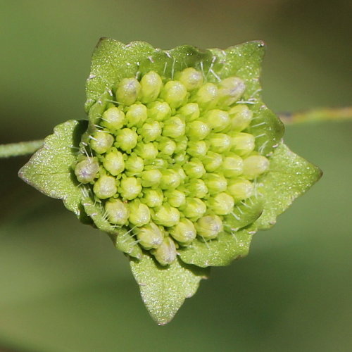 Berg-Sandrapunzel / Jasione montana