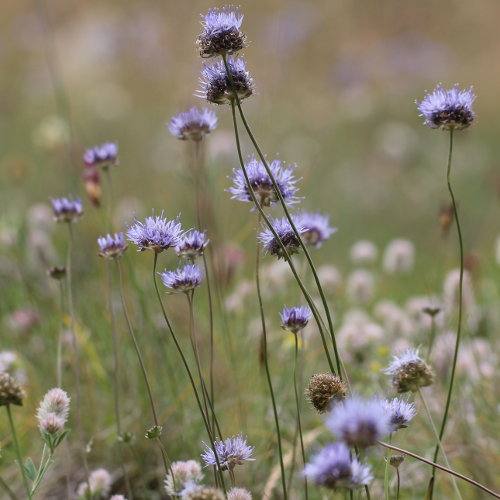 Berg-Sandrapunzel / Jasione montana