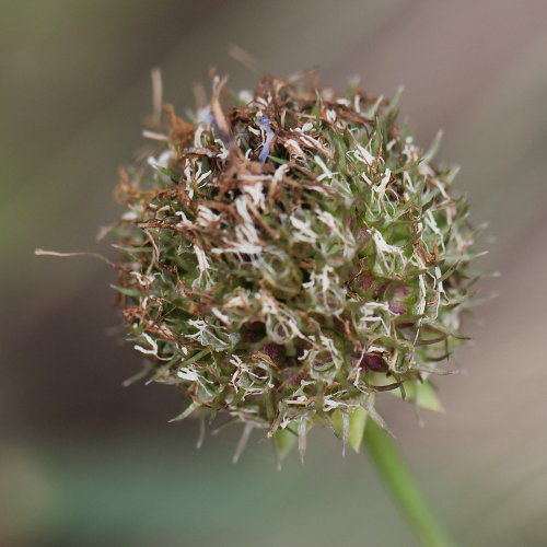 Berg-Sandrapunzel / Jasione montana