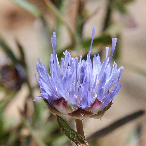 Berg-Sandrapunzel / Jasione montana