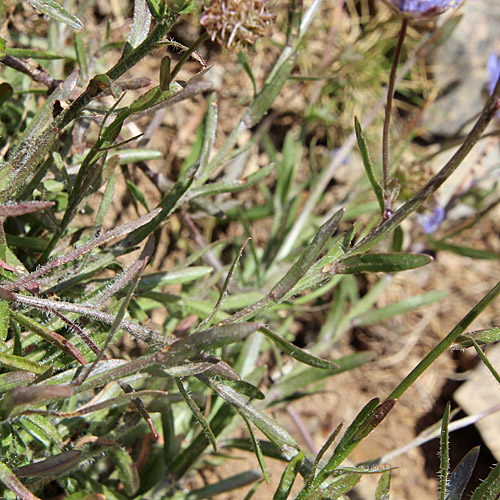 Berg-Sandrapunzel / Jasione montana