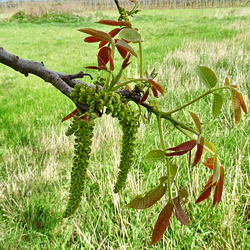 Walnussbaum / Juglans regia