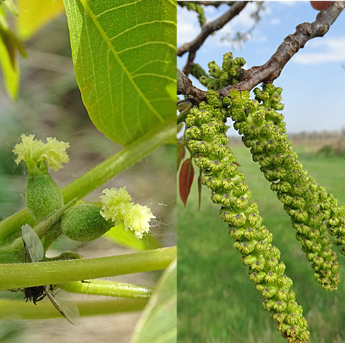 Walnussbaum / Juglans regia