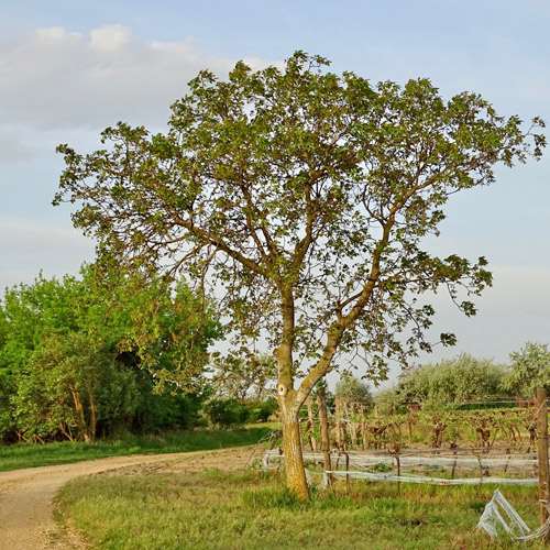 Walnussbaum / Juglans regia