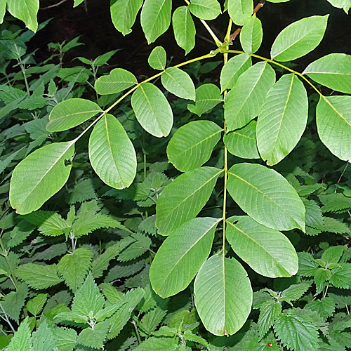 Walnussbaum / Juglans regia