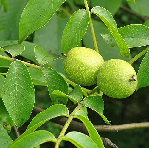 Walnussbaum / Juglans regia