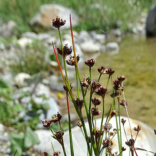 Alpen-Binse / Juncus alpinoarticulatus