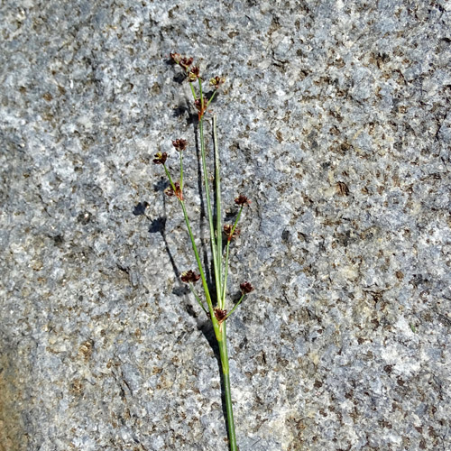 Alpen-Binse / Juncus alpinoarticulatus