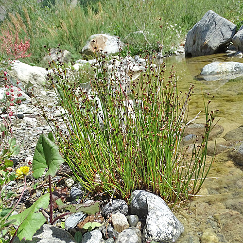 Alpen-Binse / Juncus alpinoarticulatus