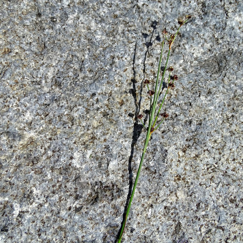Alpen-Binse / Juncus alpinoarticulatus
