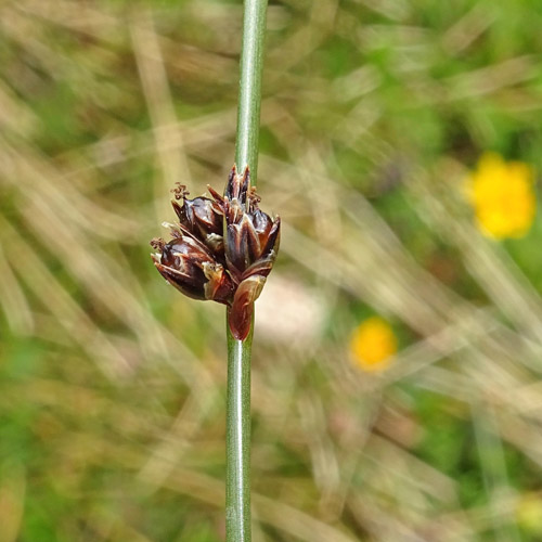 Arktische Binse / Juncus arcticus