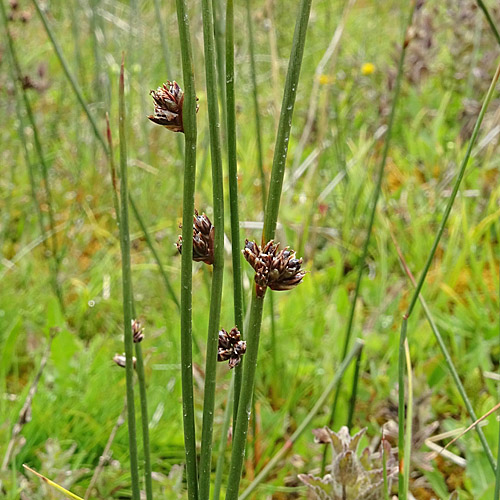 Arktische Binse / Juncus arcticus