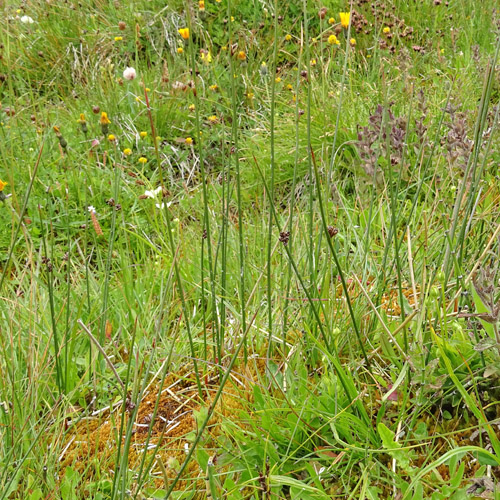 Arktische Binse / Juncus arcticus