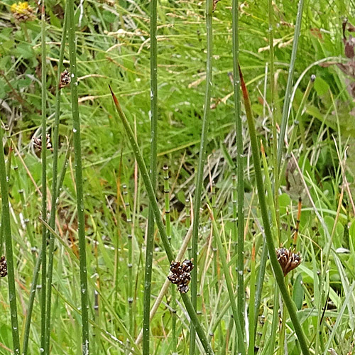 Arktische Binse / Juncus arcticus