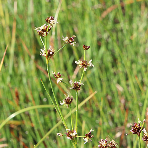 Glieder-Binse / Juncus articulatus