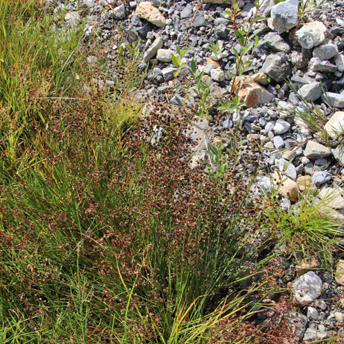 Glieder-Binse / Juncus articulatus