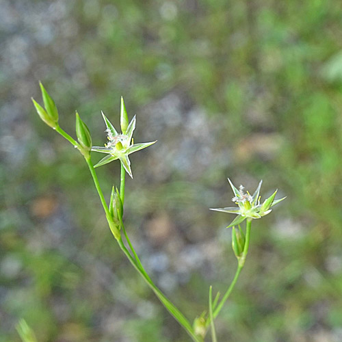 Kröten-Binse / Juncus bufonius