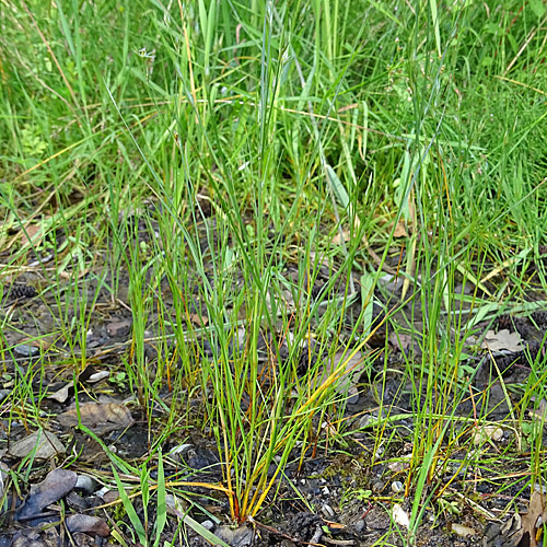 Kröten-Binse / Juncus bufonius