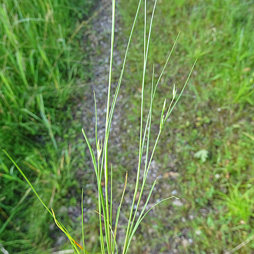 Kröten-Binse / Juncus bufonius