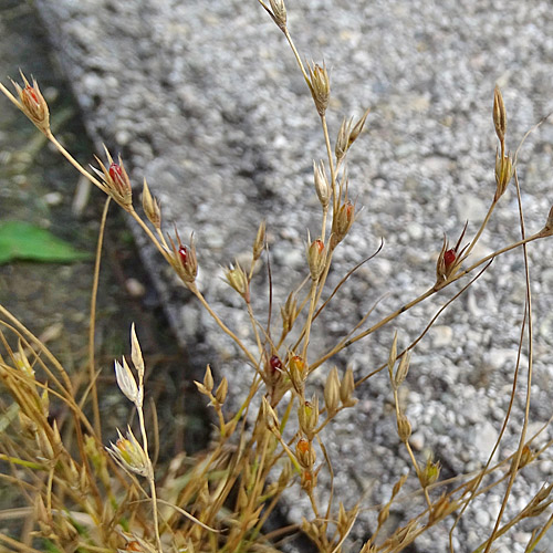 Kröten-Binse / Juncus bufonius