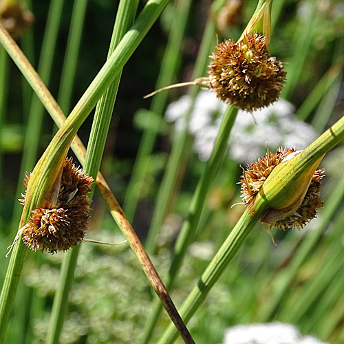 Knäuel-Binse / Juncus conglomeratus