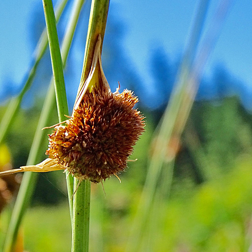 Knäuel-Binse / Juncus conglomeratus