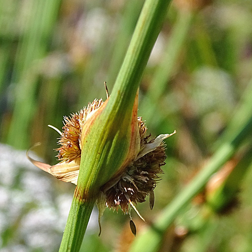 Knäuel-Binse / Juncus conglomeratus