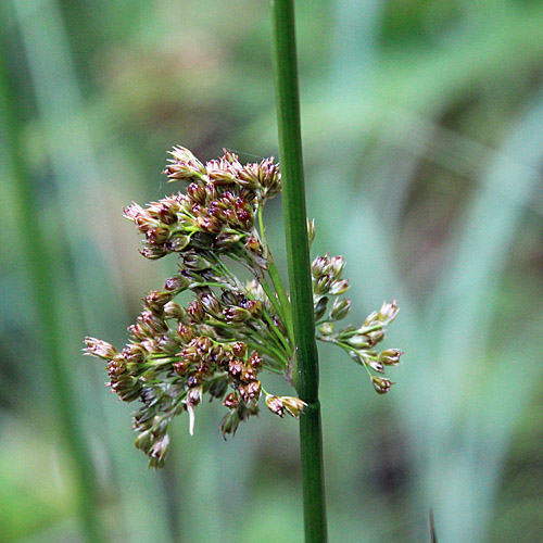 Flatter-Binse / Juncus effusus