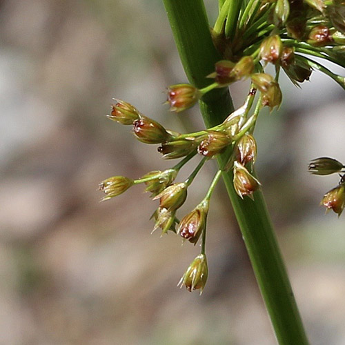 Flatter-Binse / Juncus effusus