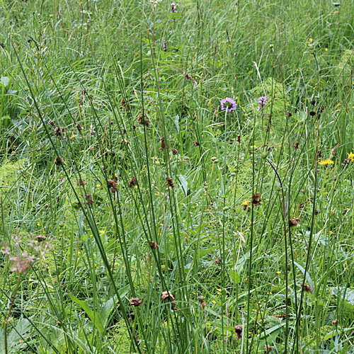 Flatter-Binse / Juncus effusus