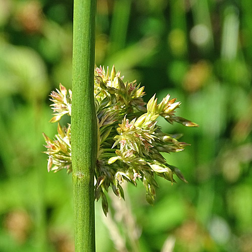 Flatter-Binse / Juncus effusus