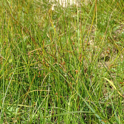 Faden-Binse / Juncus filiformis