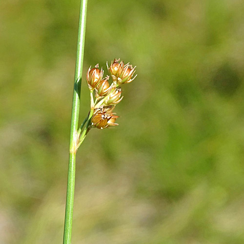 Faden-Binse / Juncus filiformis