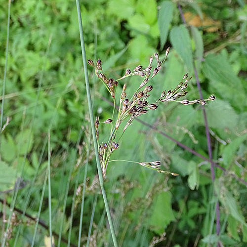 Blaugrüne Binse / Juncus inflexus