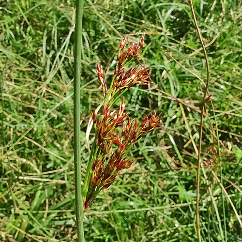 Blaugrüne Binse / Juncus inflexus