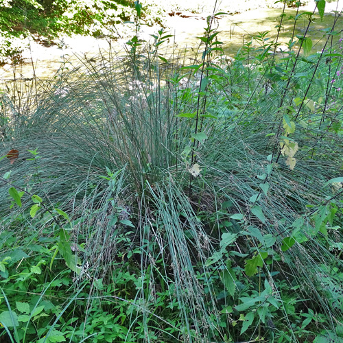 Blaugrüne Binse / Juncus inflexus