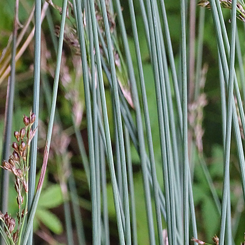 Blaugrüne Binse / Juncus inflexus